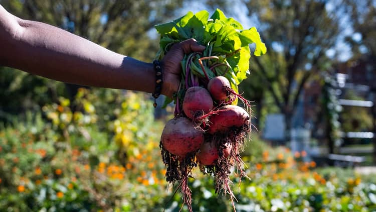 DC Greens is a nonprofit advancing health equity by building a just, resilient food system in Washington, D.C. They collaborate with community members, nonprofits, clinics, local government, and farms to address systemic food access challenges.