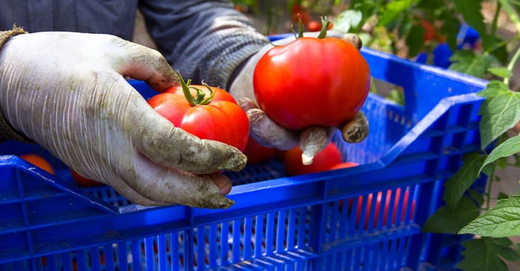 Pursuing more equitable, just, and sustainable health and food systems by supporting clients, community partners, and movements with legal expertise and policy advocacy. As a clinical program, we educate students to become skilled, innovative, and thoughtful health and food system practitioners.